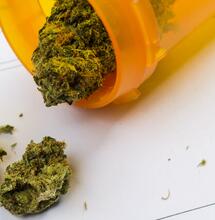 Cannabis terapeutica: cosa ne pensano i farmacisti?