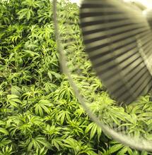 Come allestire una grow room per tutta la vita