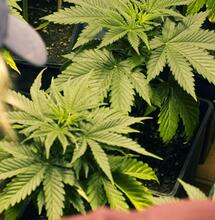 ¿Qué agua es la mejor en el cultivo de cannabis?