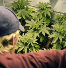 ¿Qué hacer si la policía llega al cultivo de cannabis?