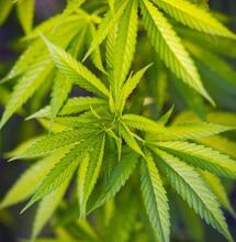 ¿Qué hacer con las hojas de la marihuana?