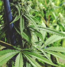 Poda y hongos en la marihuana, cortar para crecer