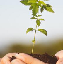 La búsqueda de la felicidad y la importancia de los cannabinoides