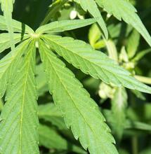 Calor, marihuana y verano: el cultivador no tiene vacaciones