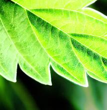 La frutilla de la torta