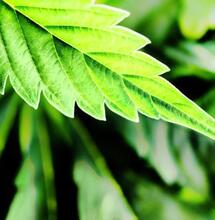 La marihuana contra la obesidad. ¿Verdadero o falso?