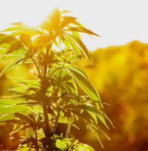 Contaminantes del cannabis en EEUU