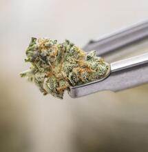 Propiedades antiinflamatorias y antinociceptivas de Beta-mirceno