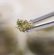 Medikamente und Schmerzen: Hanfmedizin