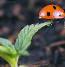 Combate plagas y fertiliza con productos orgánicos.