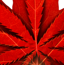 Canada e Cannabis