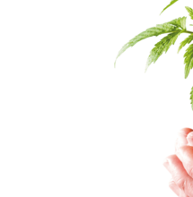 La mejor cosecha en tus manos