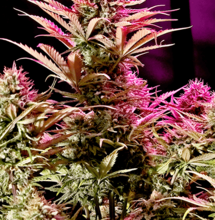 Cómo elegir una lámpara de cultivo