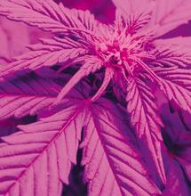 Espectro UV en la marihuana: Relevancia, factores relevantes y precauciones.