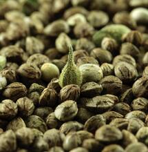 Semillas de cannabis al espacio estallaron en el cielo