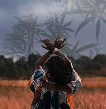 Cannabis: l'oro verde nel continente africano