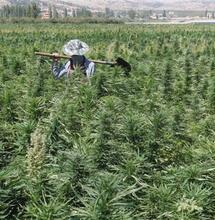 Il Libano diventa il primo Paese arabo a legalizzare la coltivazione di cannabis per uso medico nel tentativo di superare la crisi economica