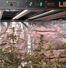 Fotosíntesis en marihuana: límites de luz y producción