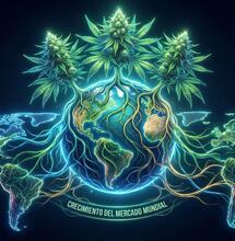 Mercado global de CBD 2026: Consolidación y realidades