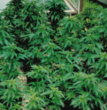 La historia del cannabis en Europa