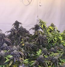 CO2 - The Missing Ingredient