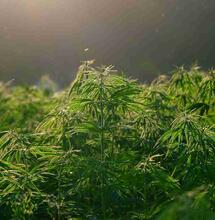 New Buffalo Michigan Dispensary: Your Beginner's Cannabis Guide