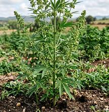 El eslabón perdido de los cannabinoides: enzimas ancestrales del cannabis