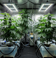 Cultivating Success: How to Choose the Perfect Cannabis Genetics for Your Garden 