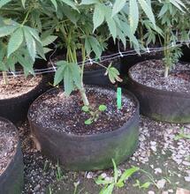 In großen Behältern wachsen große Pflanzen