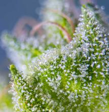 close up of cannabis bud