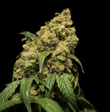 ¿Cómo incorporar níquel en el cultivo de cannabis?