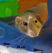 Rats Blamed for Missing Weed in India