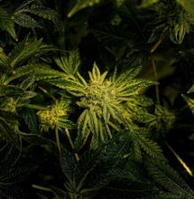 Indiana Bill Aims to Legalize Possession and Home Grow