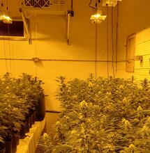 I cover the basics of setting up an indoor cannabis grow room, cover the best substrate, pot size, plant count and many other factors that should be considered