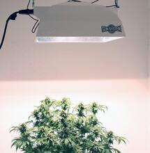 Costo eléctrico en la marihuana de interior: cómo calcularlo