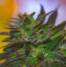 Maximum Indoor Flower Development & Terpene Optimization