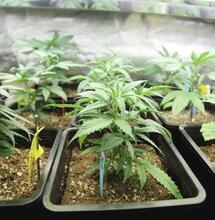 Cannabis indoor in terra?