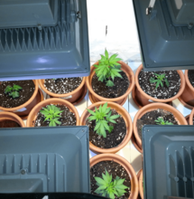 La cosecha continua de cannabis: marihuana todo el año. 