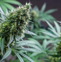 Cuándo y cómo inducir la floración de la marihuana.