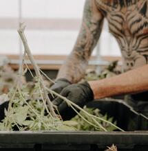 Industria del cannabis crece en pandemia