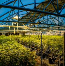How Patent Trolls Target Commercial Cannabis 