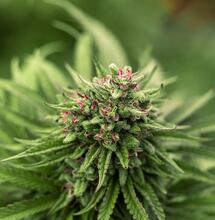 Canapa industriale: il Consiglio di Stato rimanda il divieto sulle infiorescenze alla Corte Europea