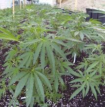 Coltivazione di marijuana outdoor: inizia la stagione!