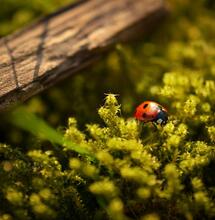 Insetti amici delle piante per combattere i parassiti