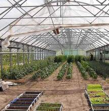 Cannabicultores legales de Uruguay al borde de la huelga