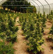 Cómo cultivar marihuana en invierno y tener una gran cosecha de primavera.