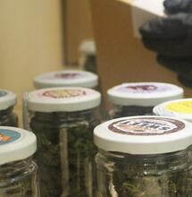 CBD: Iperhemp, où trouver votre cannabis light pendant le confinement.