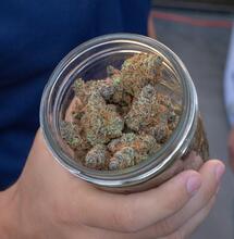 a doctor holding a jar with medical weed. 