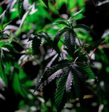 Micronutrients- Iron