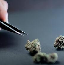 Is Fentanyl-Laced Weed Still Just a Myth?